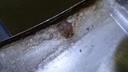 DSC02471.JPG