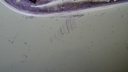 DSC02531.JPG
