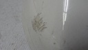 DSC01942.JPG