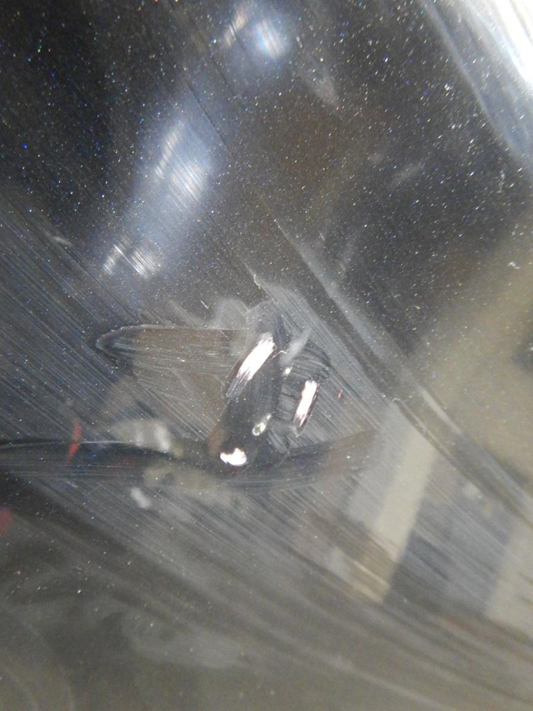 DSCN5049.JPG