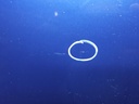 1004778201006_20190111152643.jpg