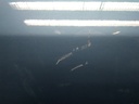 16051051651166546512629086684411.jpg