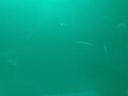 16051986838604029794813659719379.jpg