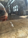 IMG_0841.JPEG
