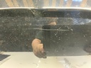 IMG_4083.jpeg
