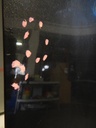 DSCN1639.JPG