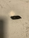 IMG_2249.jpeg