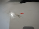 DSCN2788.JPG