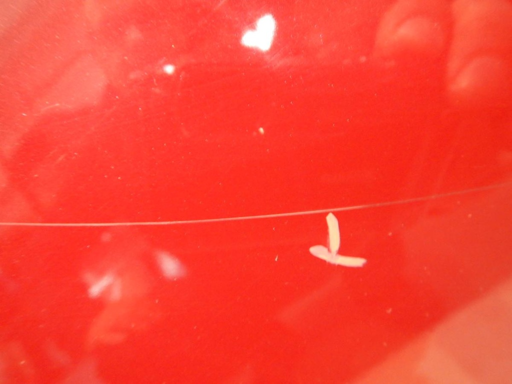 DSCN4254.JPG