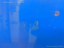 1004002321006_20160608110533.jpg