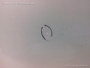 1004248301006_20170206100702.jpg