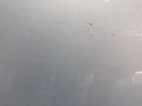 1005088321006_20200409162904.jpg
