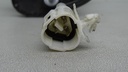 DSC01916.JPG