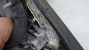 DSC02177.JPG