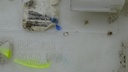 DSC04656.JPG