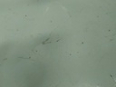 16877905752328390123836270525537.jpg