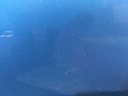 IMG_9584.JPG