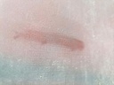 IMG_20250708_115852 (kleiner).jpg