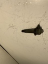 IMG_3009.jpeg