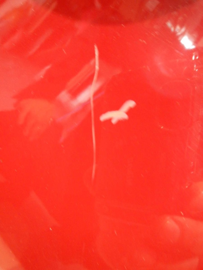DSCN4253.JPG