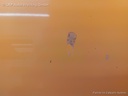 1004427831006_20171020132731.jpg