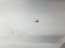 1005089611006_20200424154745.jpg