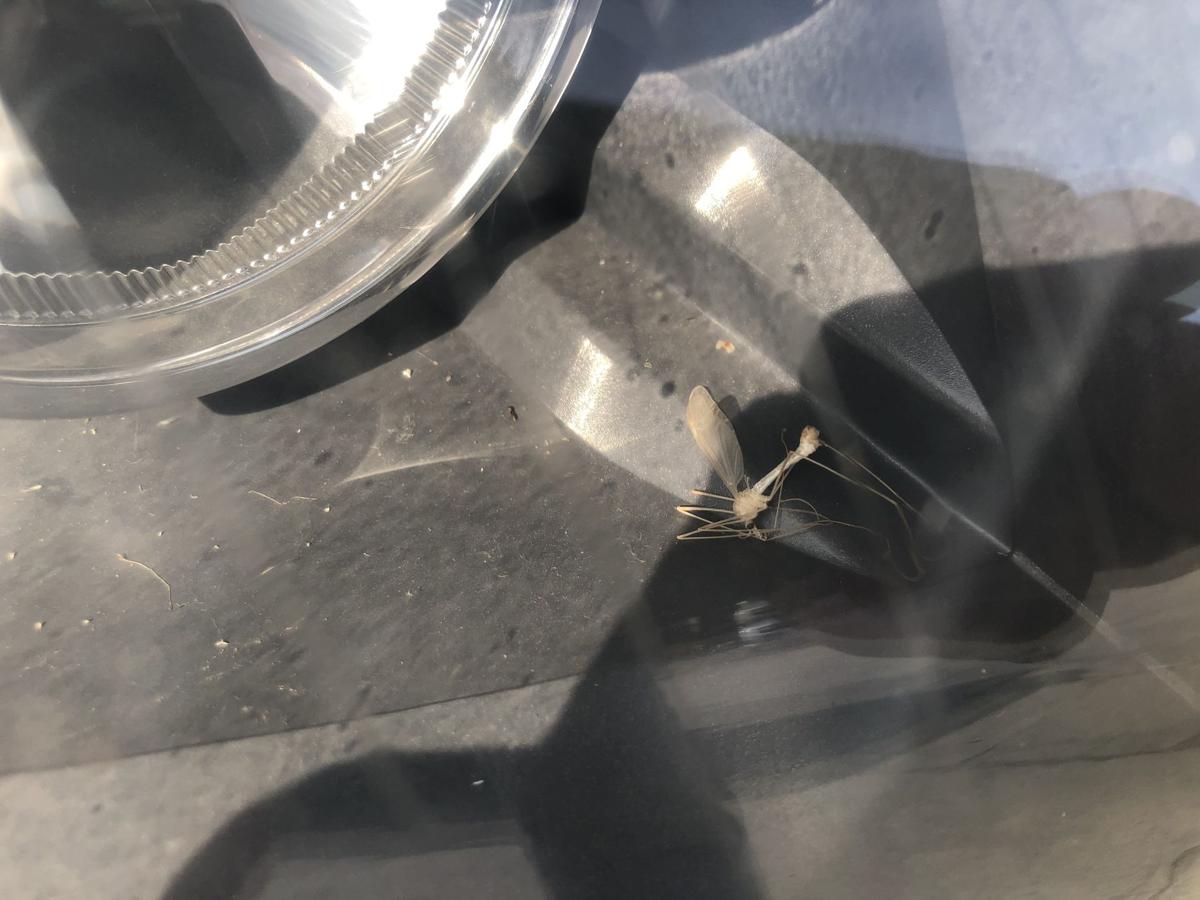 Audi A3 8P bis 2005 Scheinwerfer rechts Frontscheinwerfer Halogen OEM