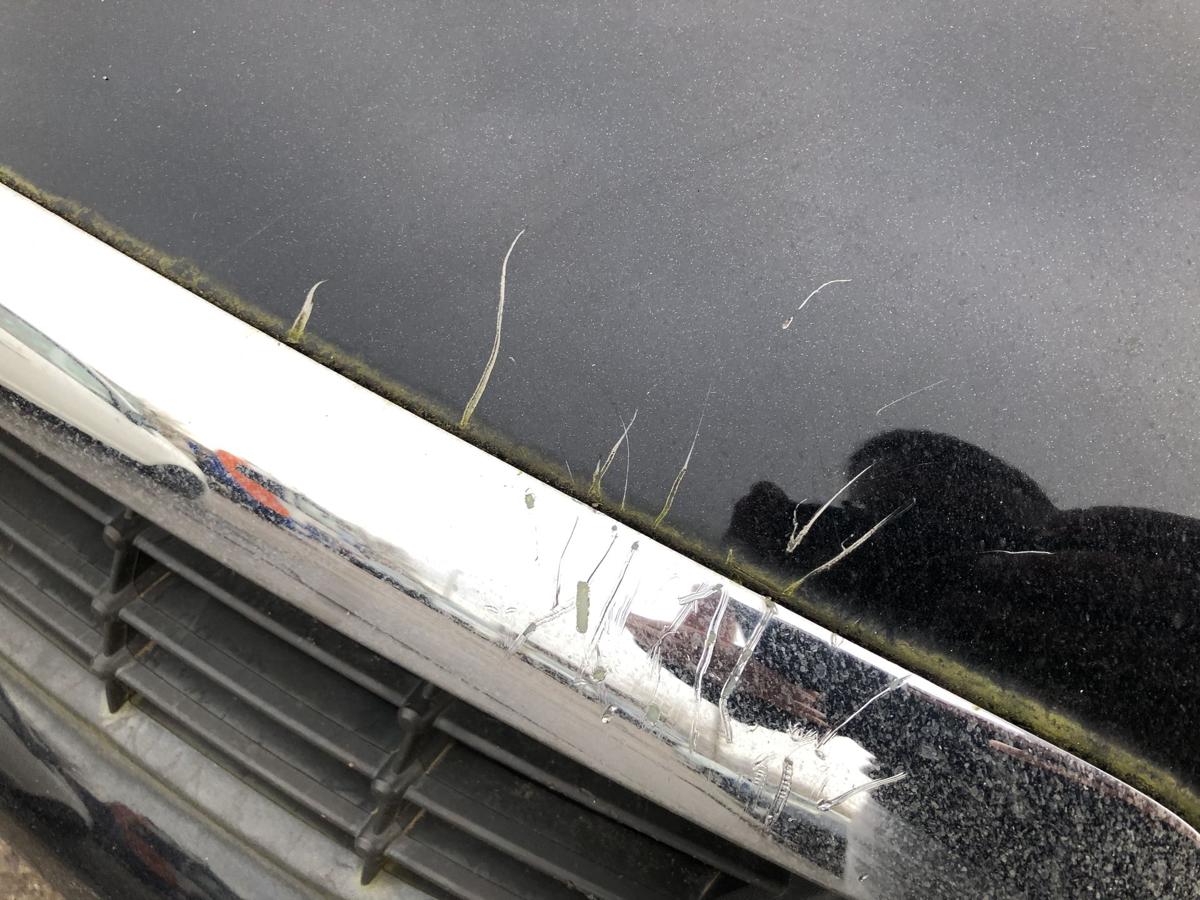 Ford Focus DA3 ab08 Motorhaube Bonnet Haube Deckel vorn schwarz Abdeckung Motor