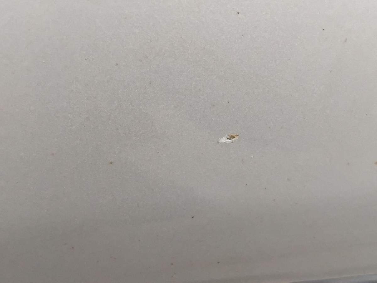 Mercedes E-Klasse Kombi S211 T&uuml;r hinten rechts C744 brillantsilber BJ2004