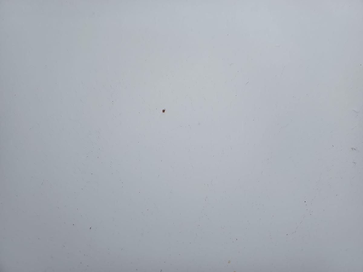 VW T5 7H Transporter Motorhaube Klappe Deckel vorn Front 902 Grauwei&szlig; Bj 2006