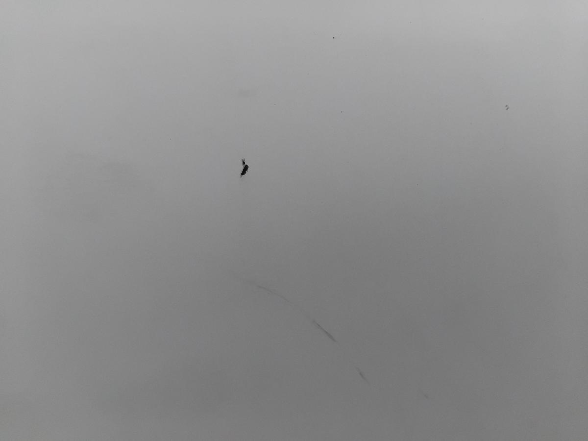 Citroen Berlingo 2 B9 Tür vorn rechts Beifahrertür EWP weiss banqiuse BJ2015