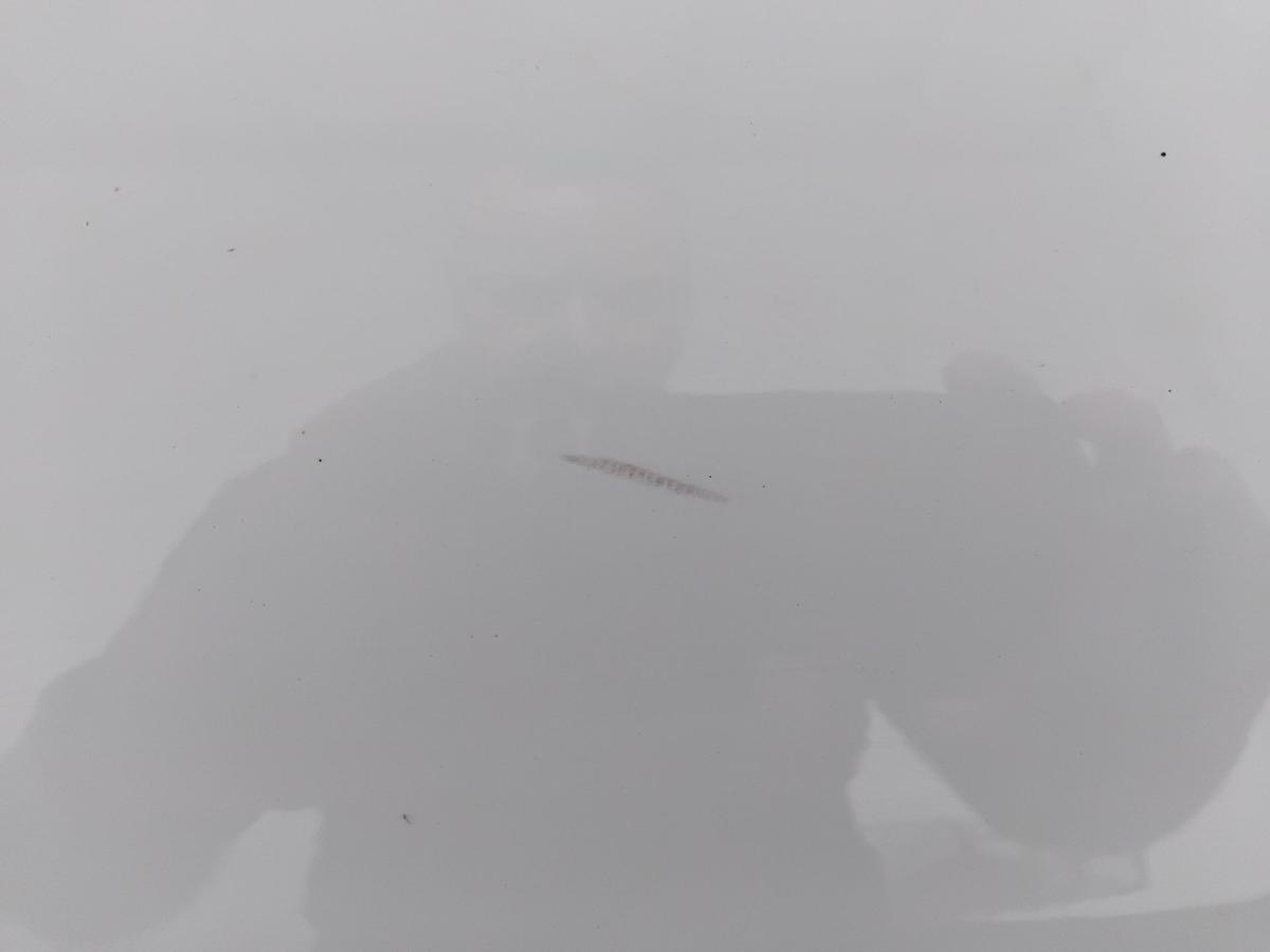 Ford Fusion JU2 original Kotflügel vorn rechts frostweiß BJ2011