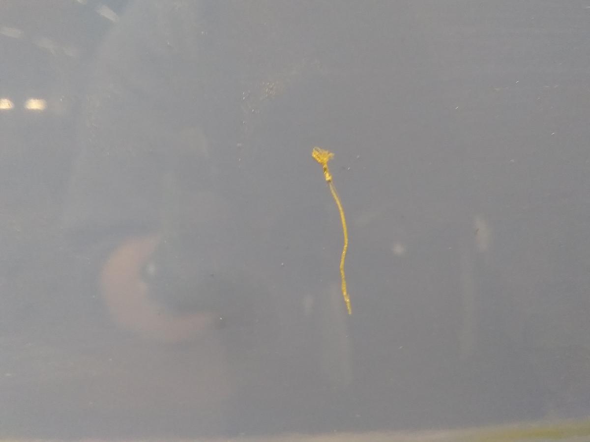 VW Lupo 6X T&uuml;r links Fahrert&uuml;r f&uuml;r elektrische Fensterheber Bj.1999 softblue LR5A besch&auml;digt