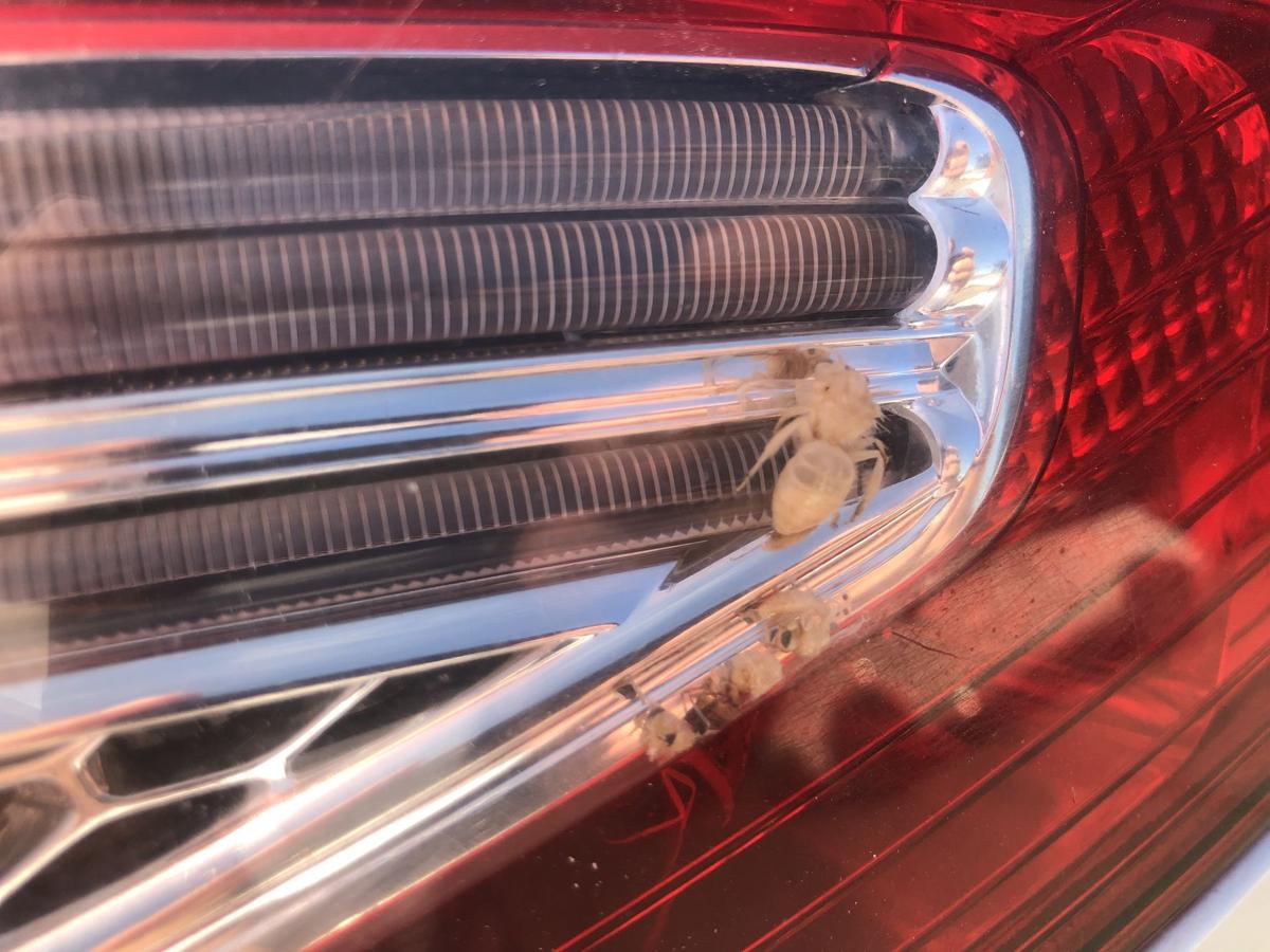 Ford Mondeo MK4 BA7 Turnier R&uuml;ckleuchte innen links R&uuml;cklicht Facelift