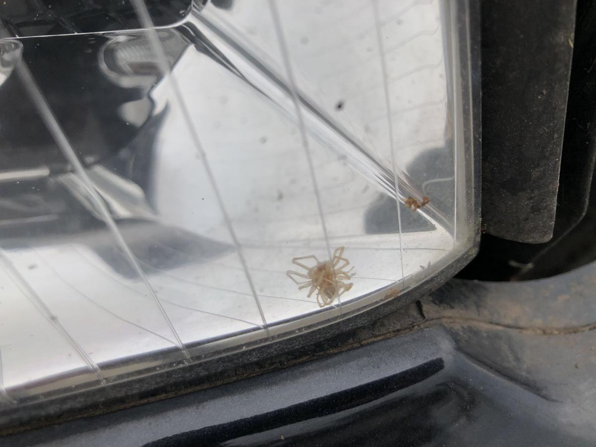 Audi A4 8E B6 Avant Scheinwerfer rechts Xenon Frontscheinwerfer OEM Valeo