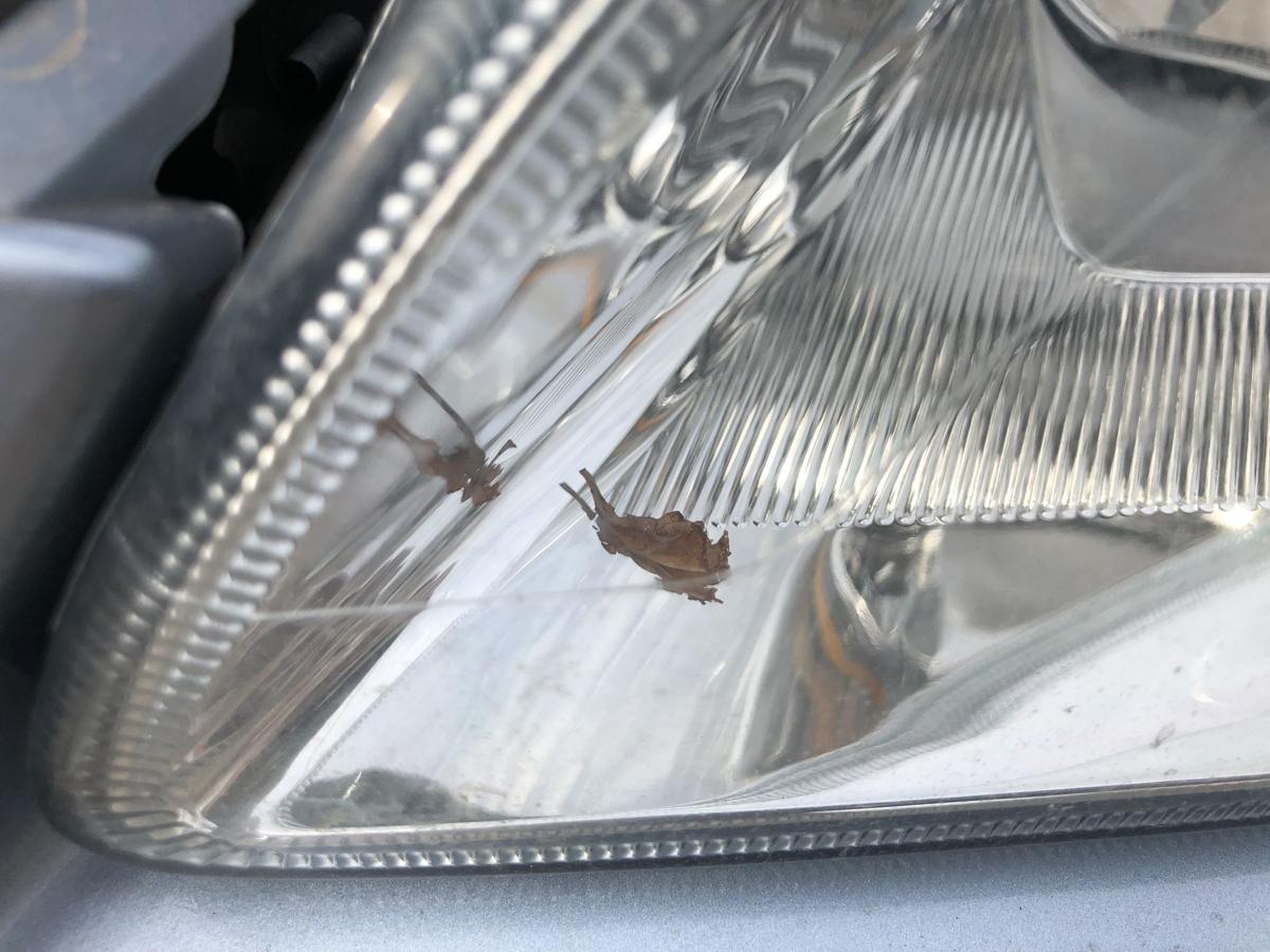 Ford Focus DA3 Scheinwerfer links Frontscheinwerfer Halogen Lampe OEM