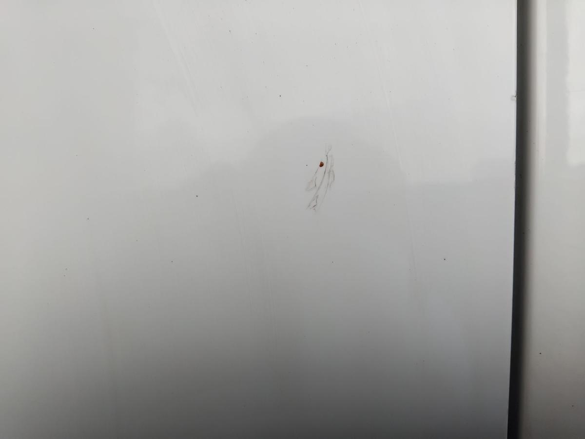 Ford Focus 3 DYB Turnier T&uuml;r vorn links Fahrert&uuml;r frostweiss BJ2013